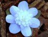 Show product details for Hepatica japonica Houkan